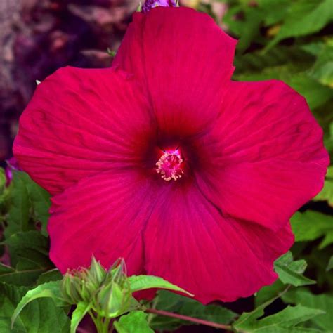 cheap my valentine hibiscus